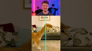 Funny Animals